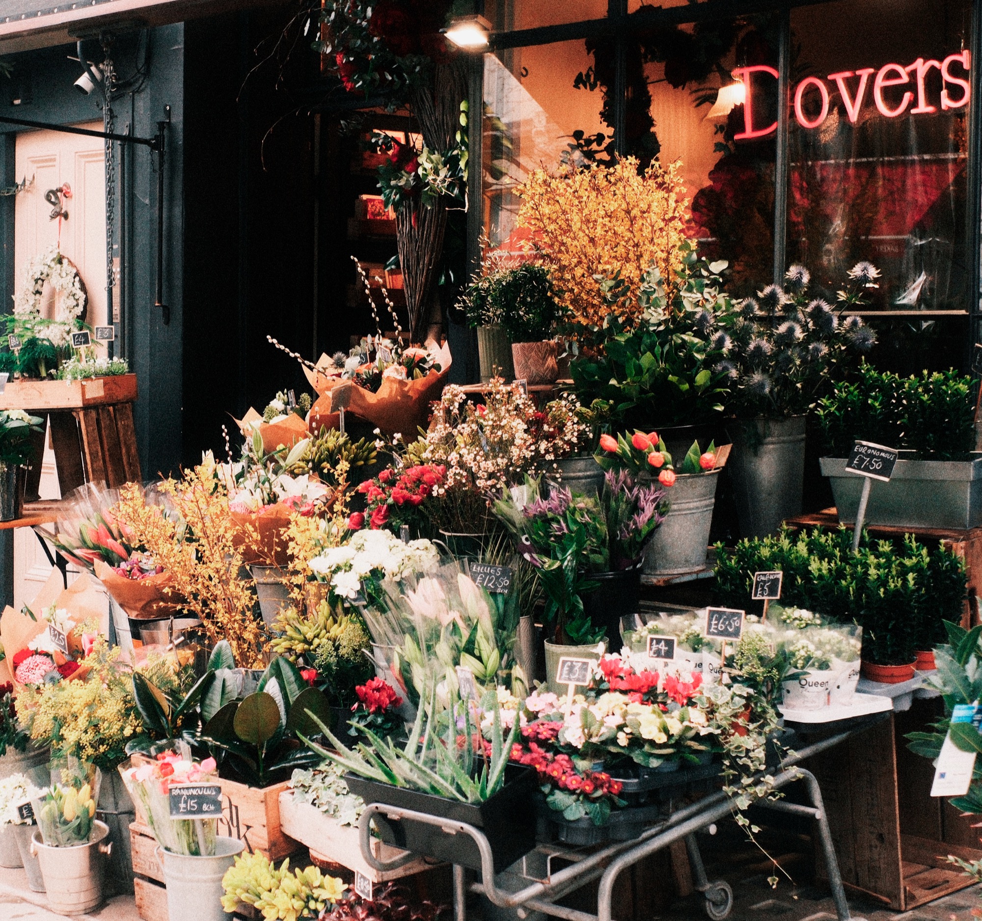 Dover's Flowers, Pimlico